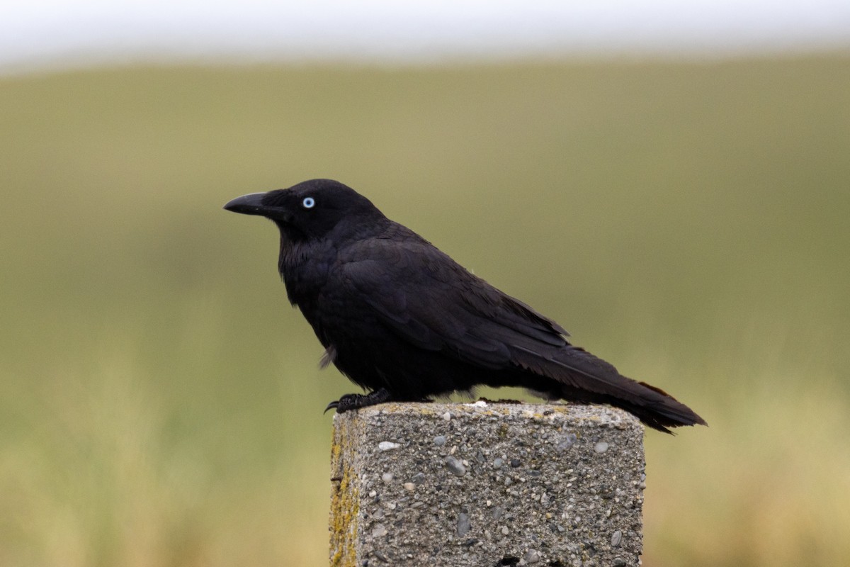 Южноавстралийский ворон - ML644452520