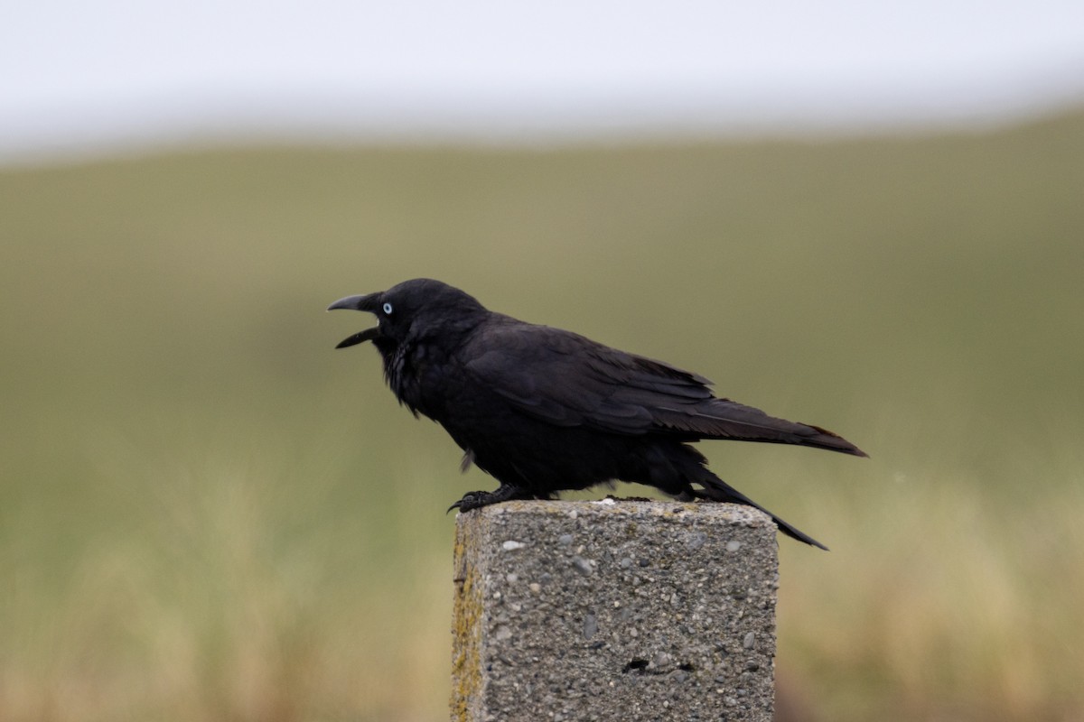 Южноавстралийский ворон - ML644452521