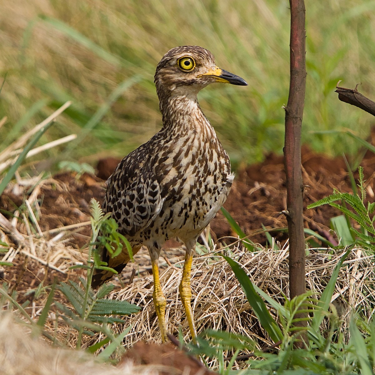 Spotted Thick-knee - ML644452524