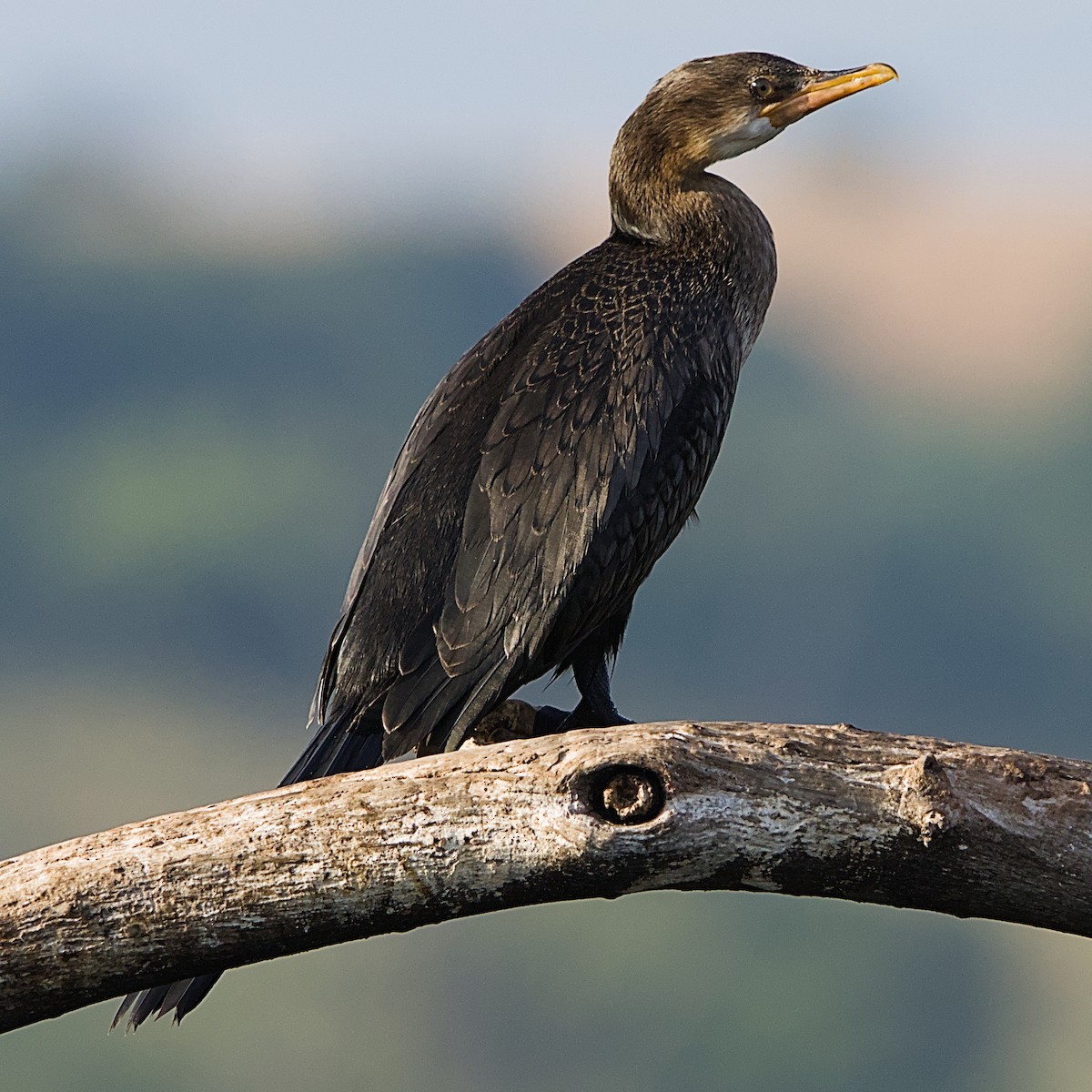 アフリカコビトウ - ML644452529