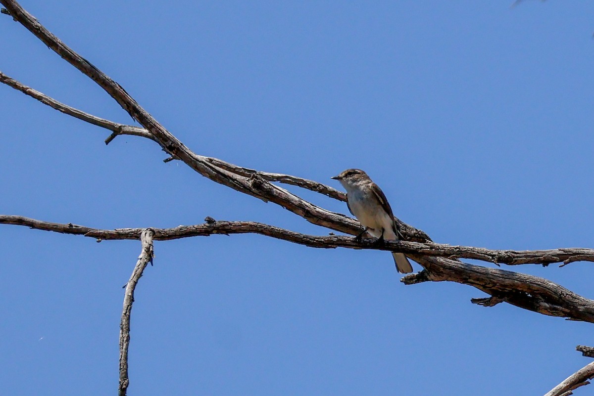 Weißschwanzschnäpper - ML644452532