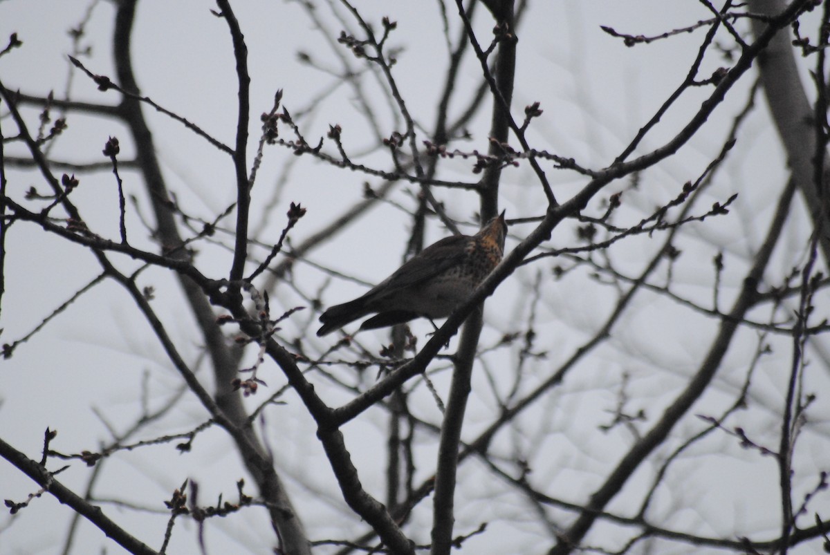 Fieldfare - ML644452541