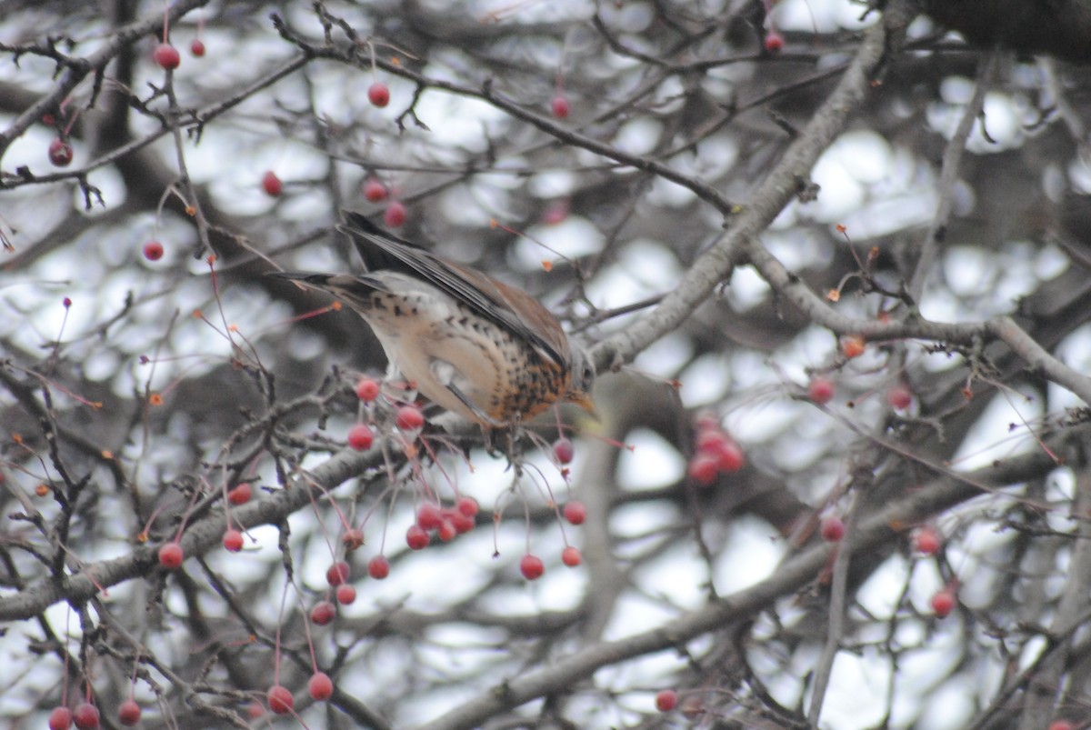 Fieldfare - ML644452542