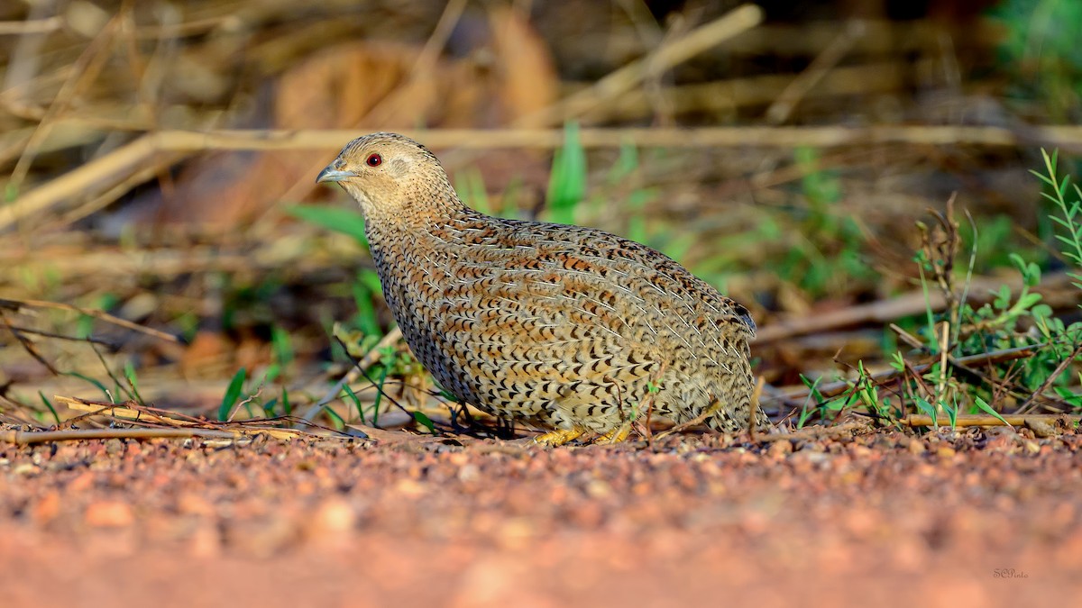 Перепілка бура - ML644452548
