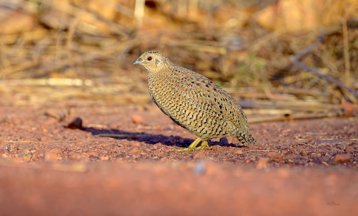 Перепілка бура - ML644452549
