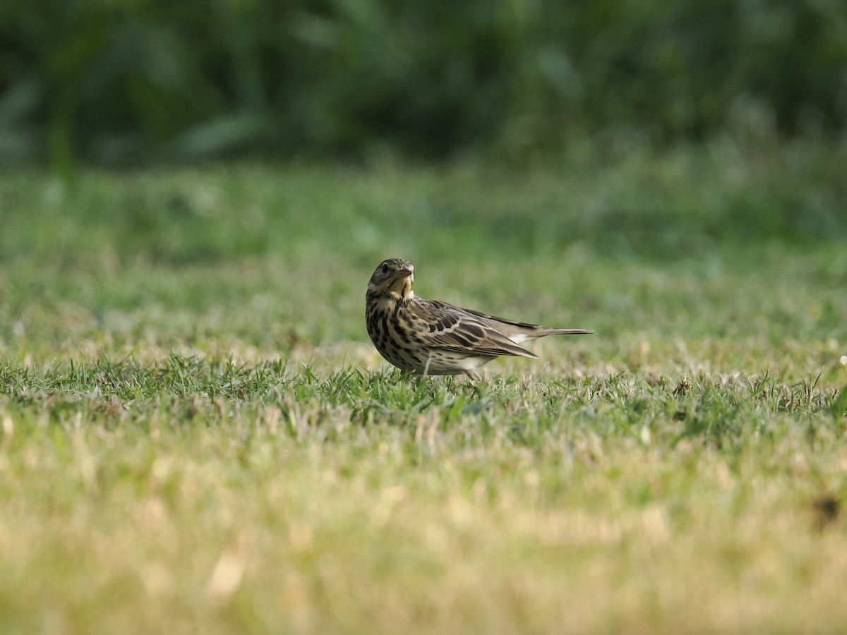 Tree Pipit - ML644452553