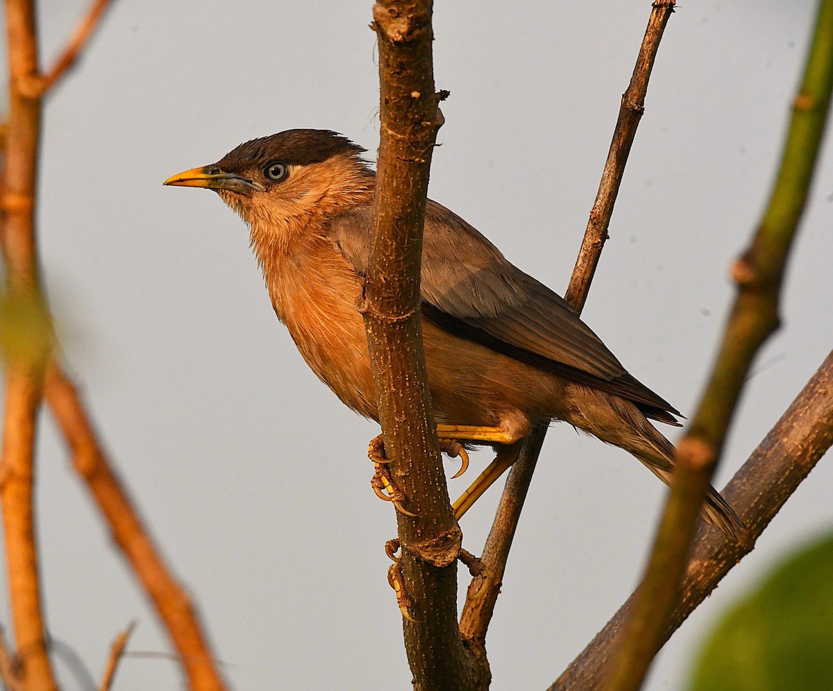 Brahminy Starling - ML644452555