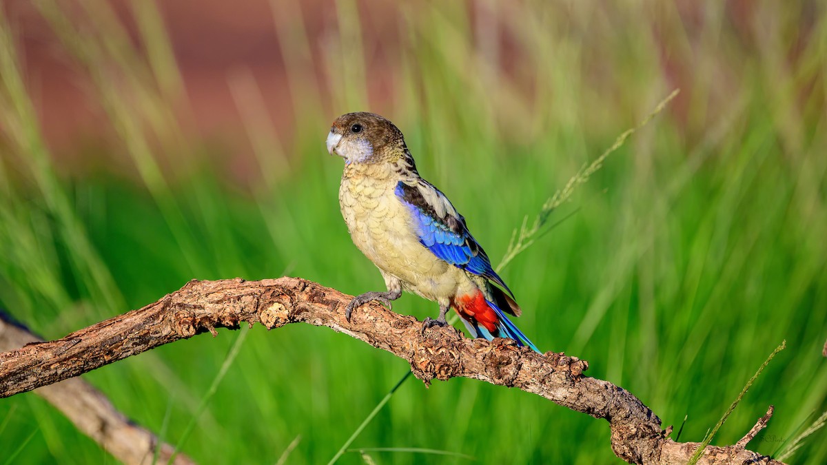 Northern Rosella - ML644452561