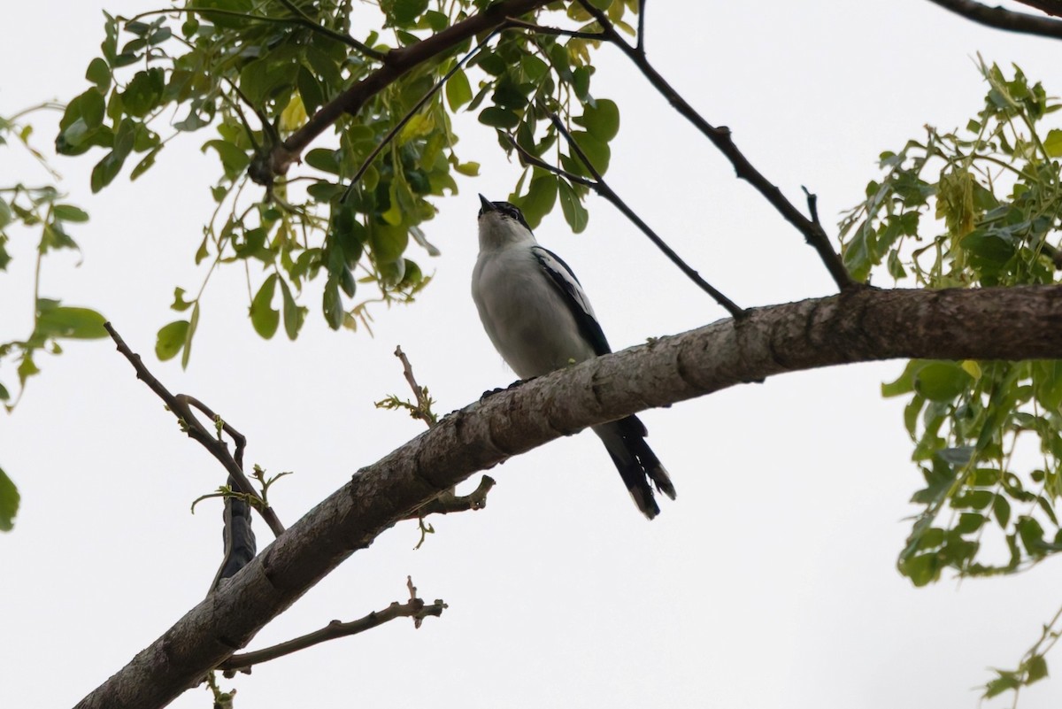 White-shouldered Triller - ML644452562