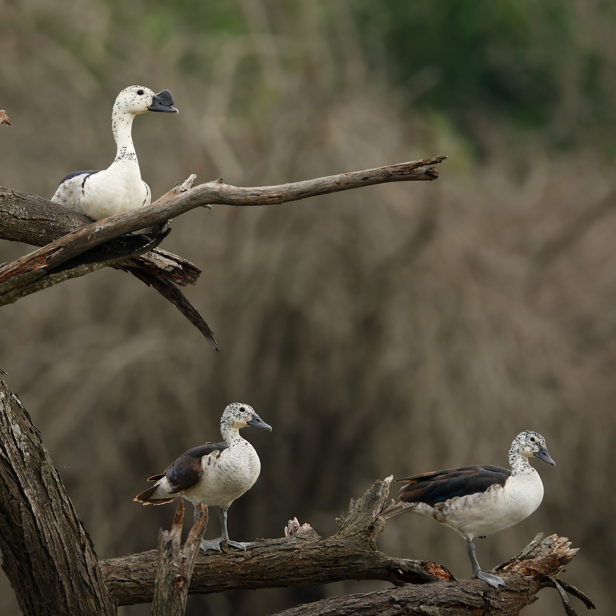 Knob-billed Duck - ML644452569
