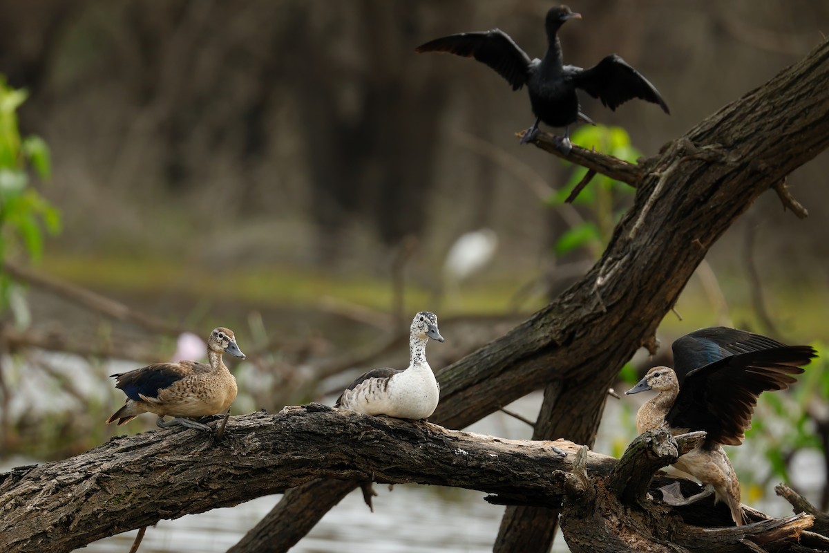Knob-billed Duck - ML644452571