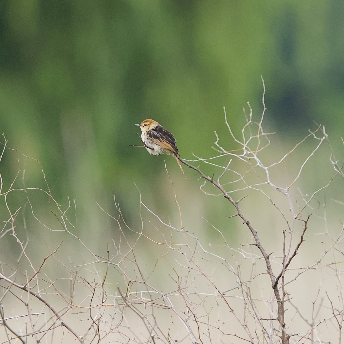 Levaillant's Cisticola - ML644452575