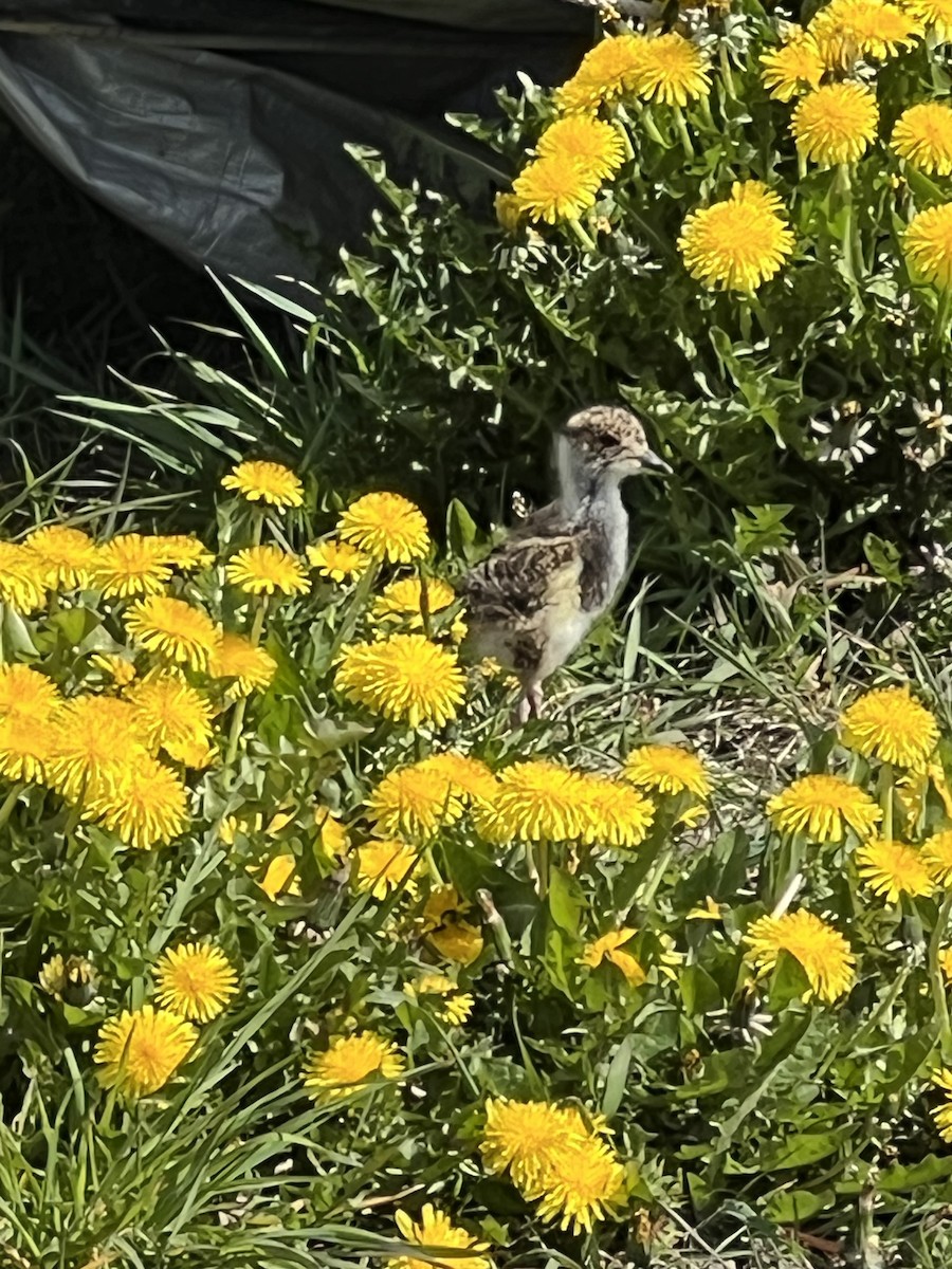 Southern Lapwing - ML644452587