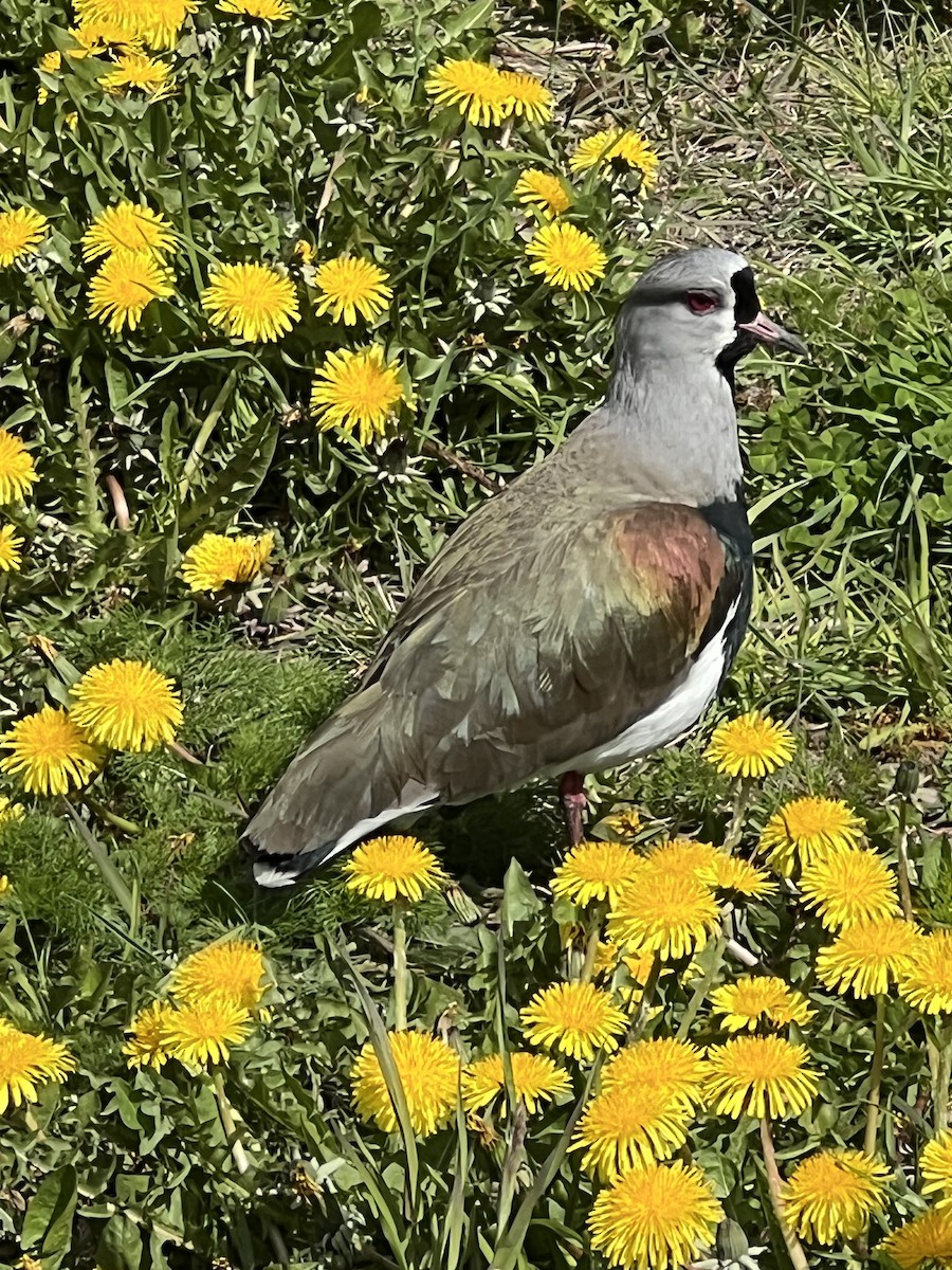 Southern Lapwing - ML644452588