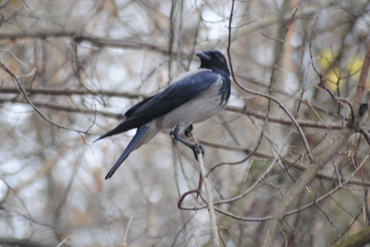 Саарал хэрээ - ML644452600