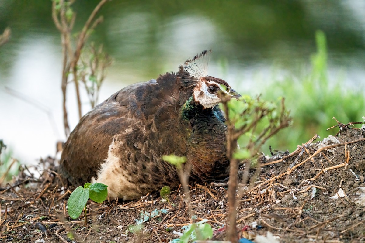 Indian Peafowl - ML644452617