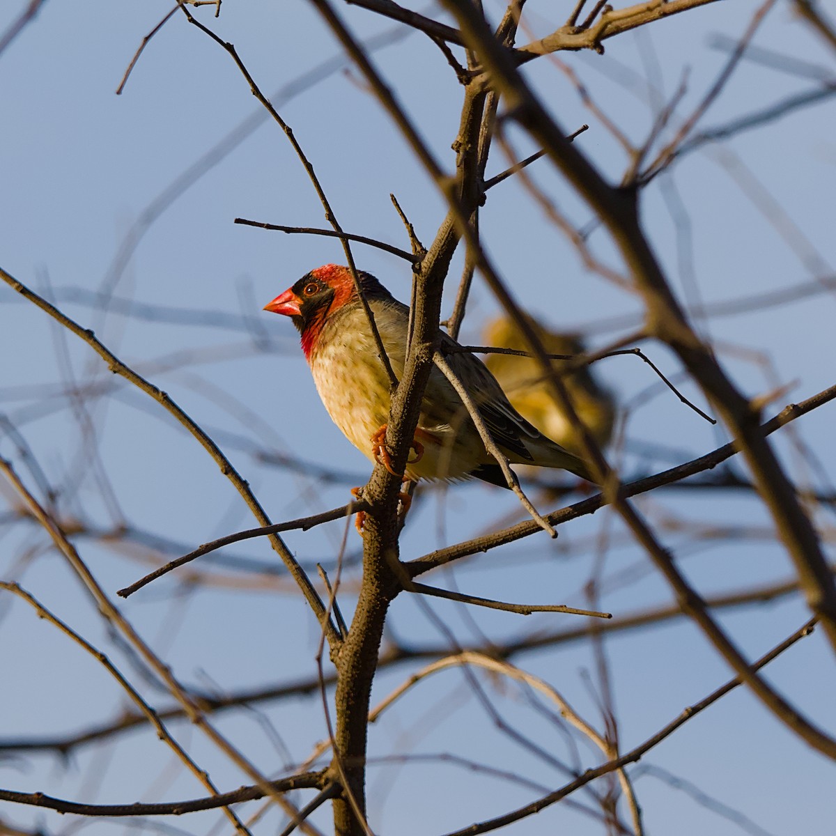 Travailleur à bec rouge - ML644452618