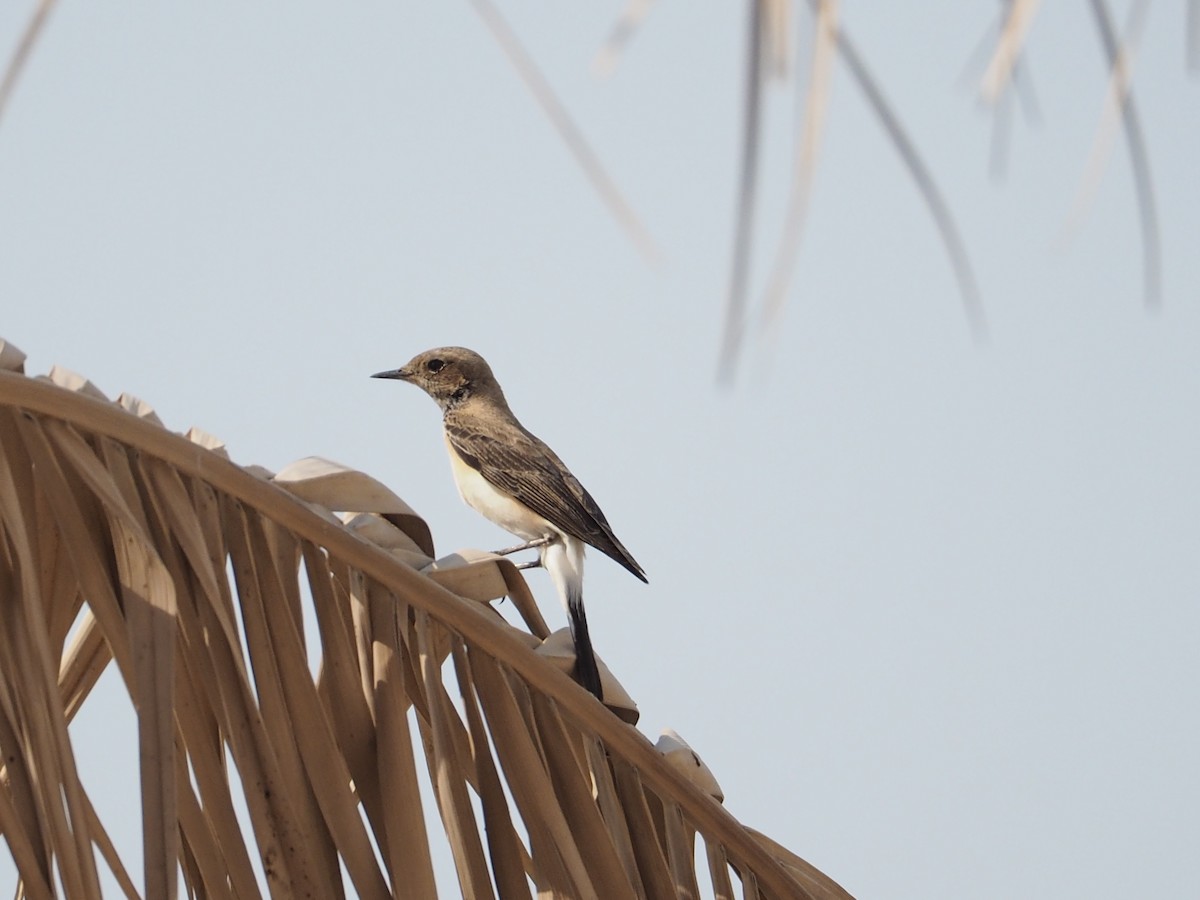 Nonnensteinschmätzer - ML644452628