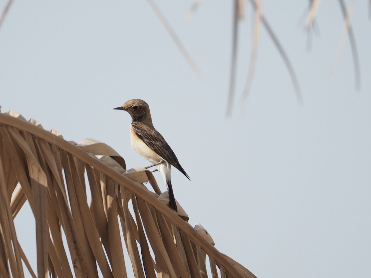 Nonnensteinschmätzer - ML644452630