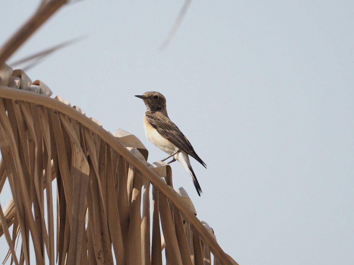 Nonnensteinschmätzer - ML644452631