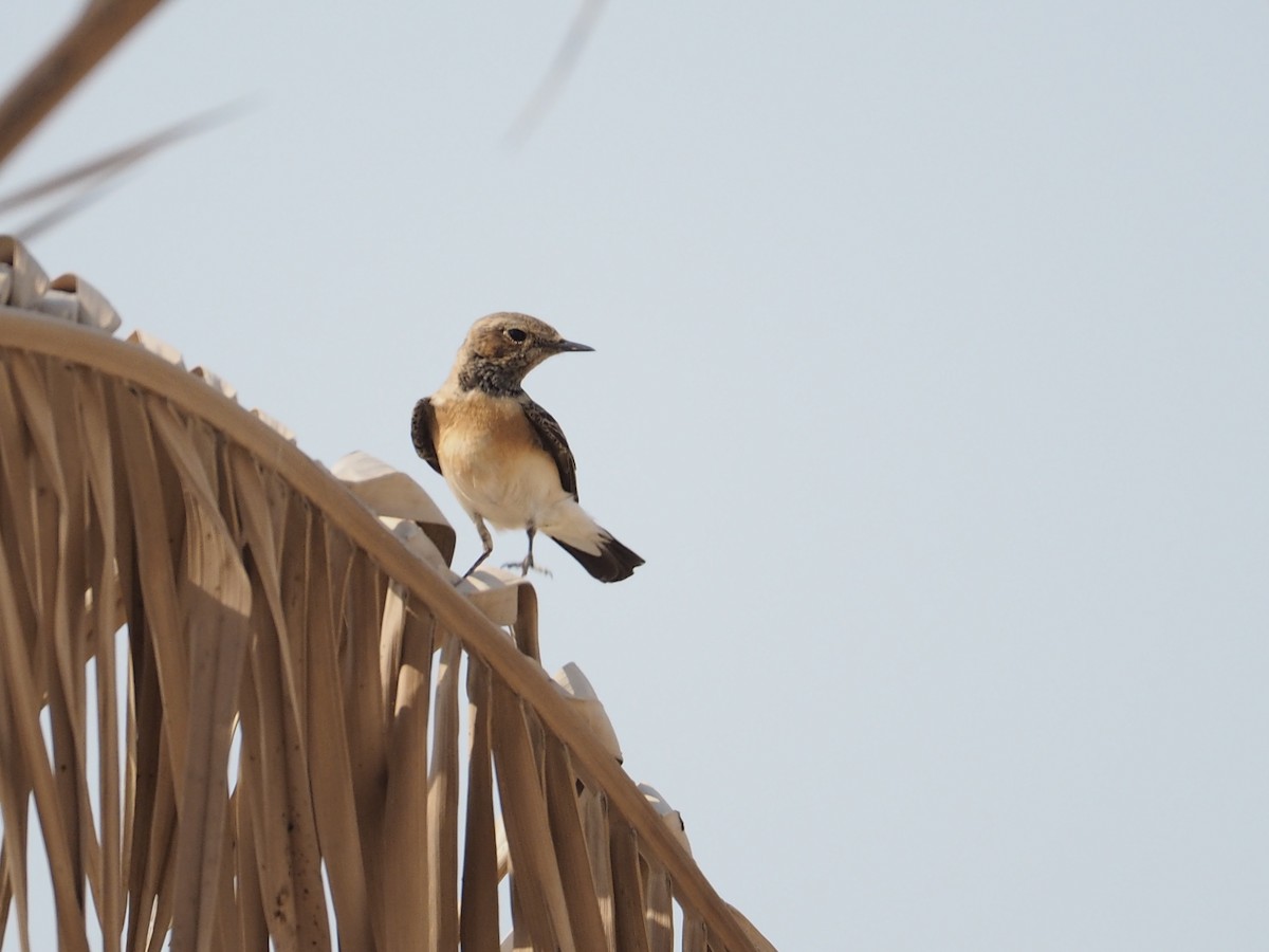 Nonnensteinschmätzer - ML644452632