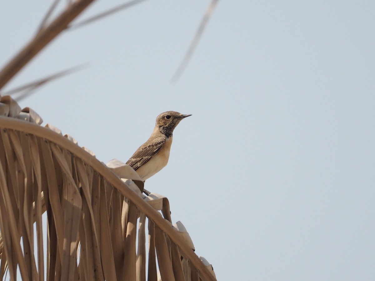 Nonnensteinschmätzer - ML644452633