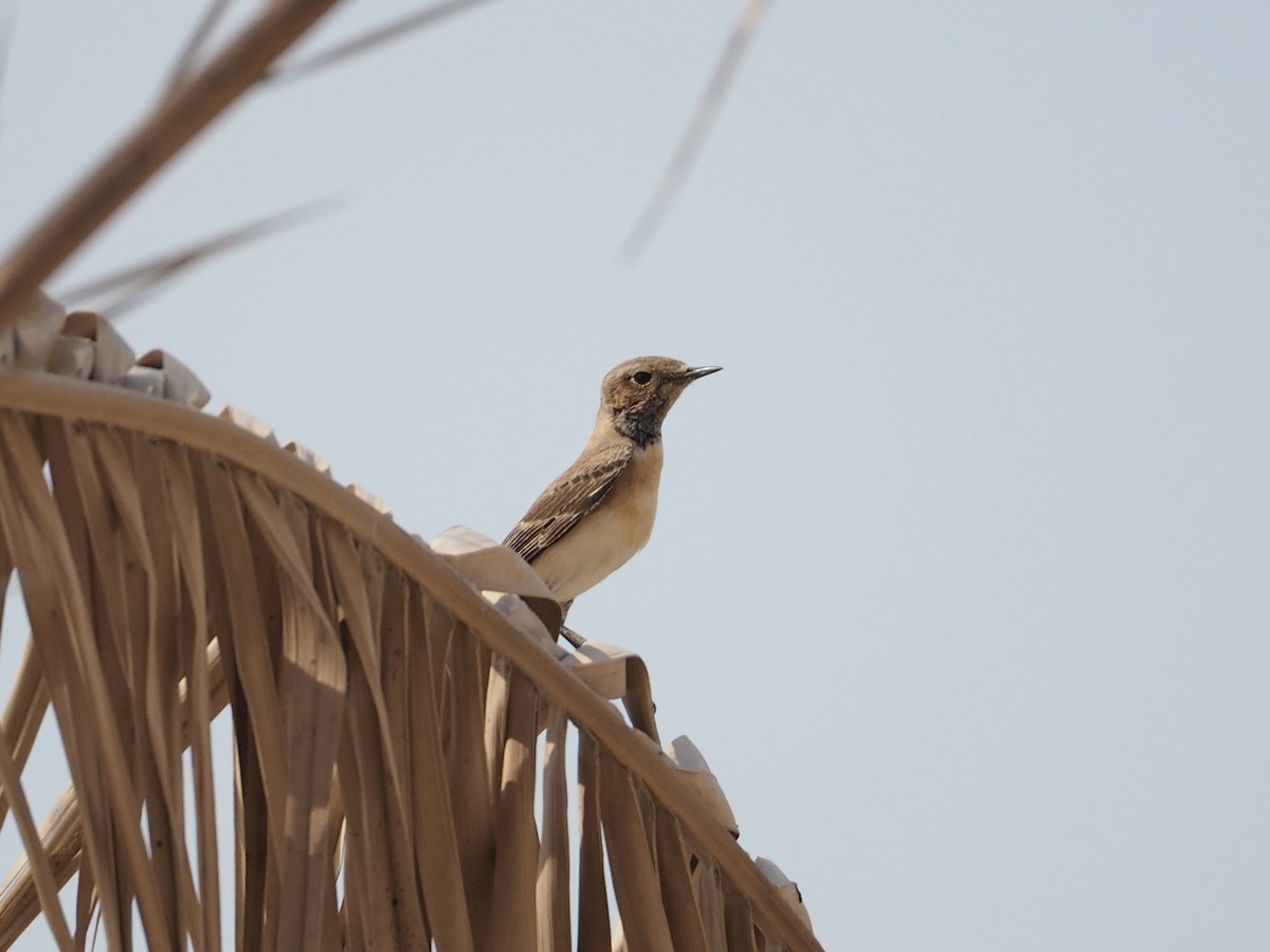 Nonnensteinschmätzer - ML644452634