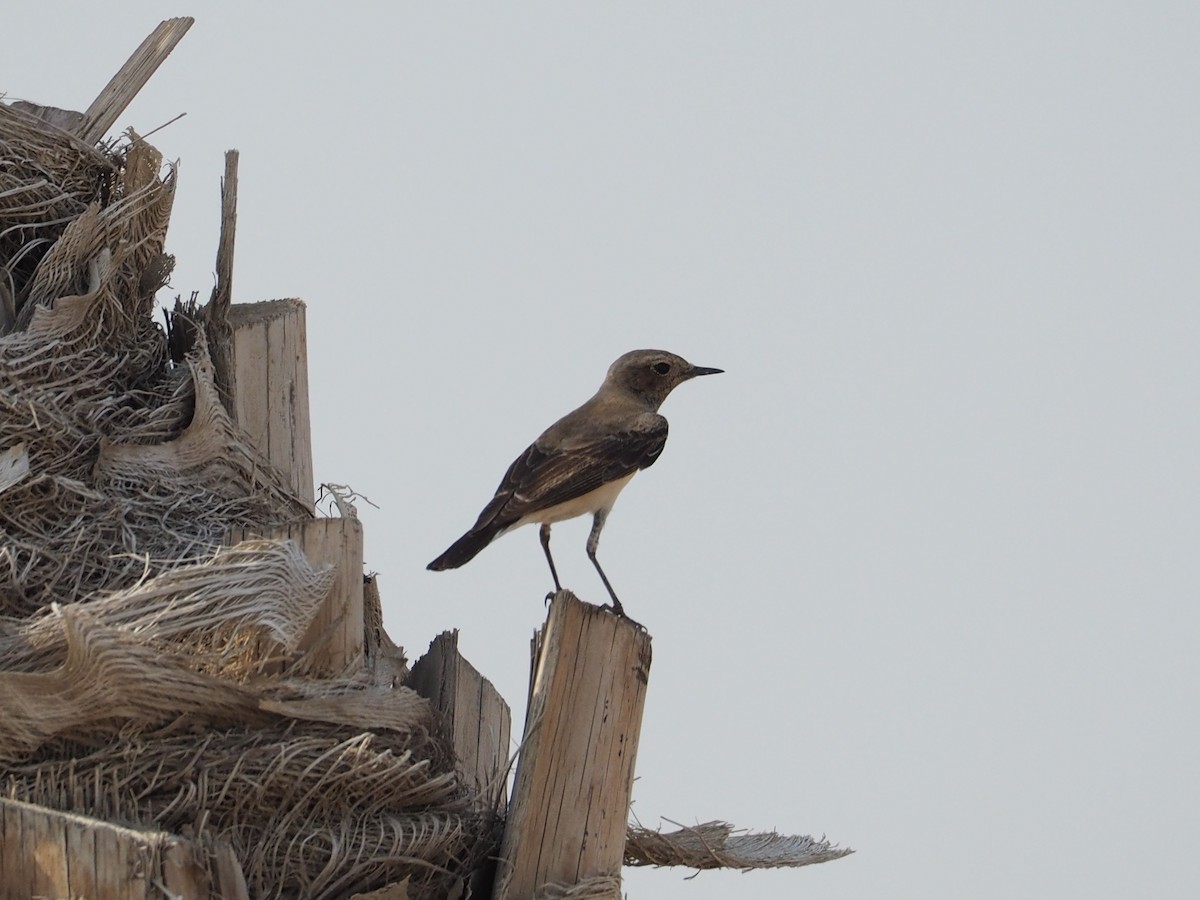 Nonnensteinschmätzer - ML644452635