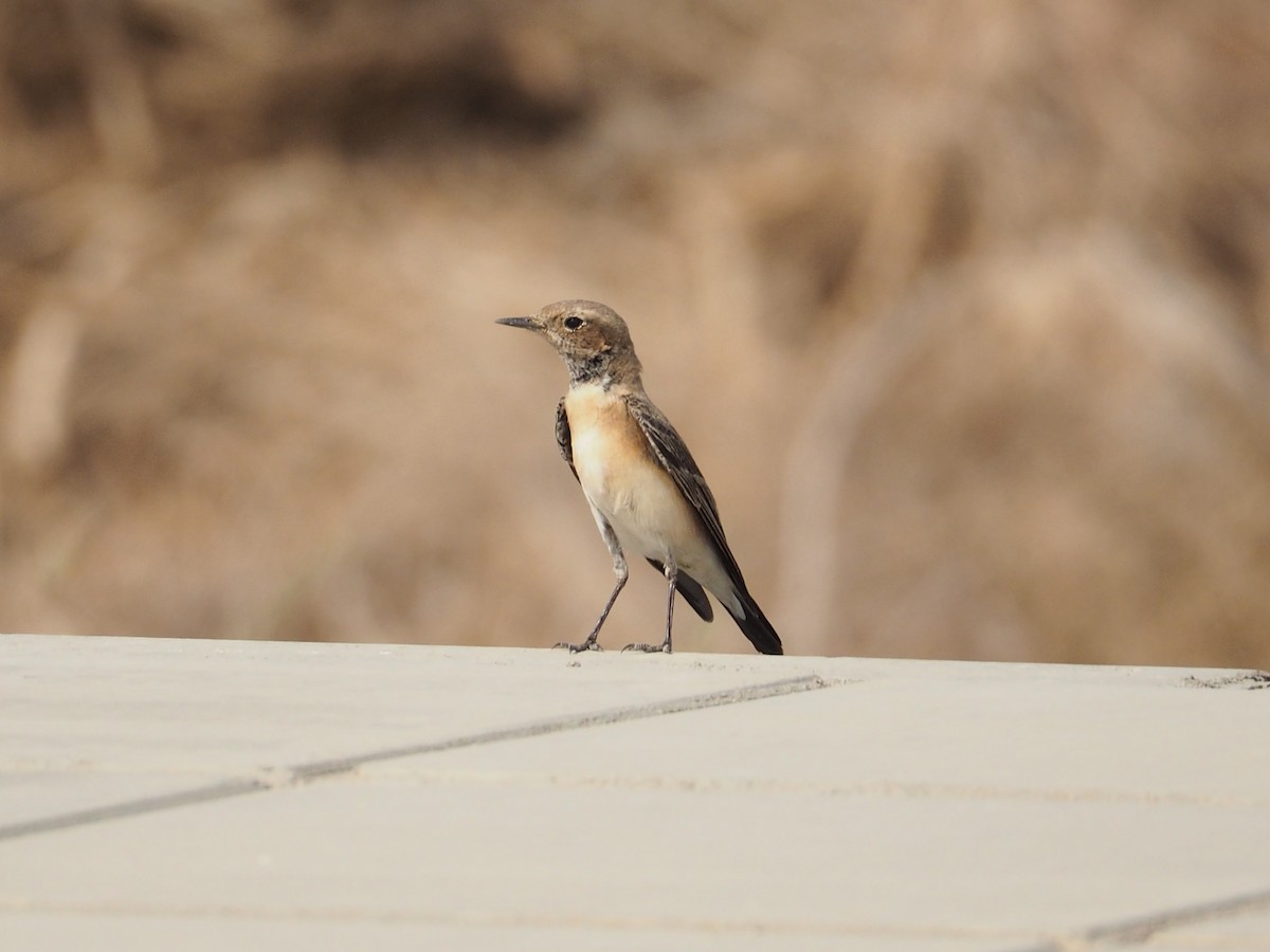 Nonnensteinschmätzer - ML644452636