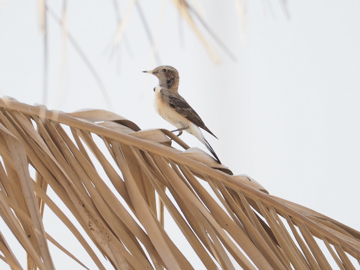 Nonnensteinschmätzer - ML644452637