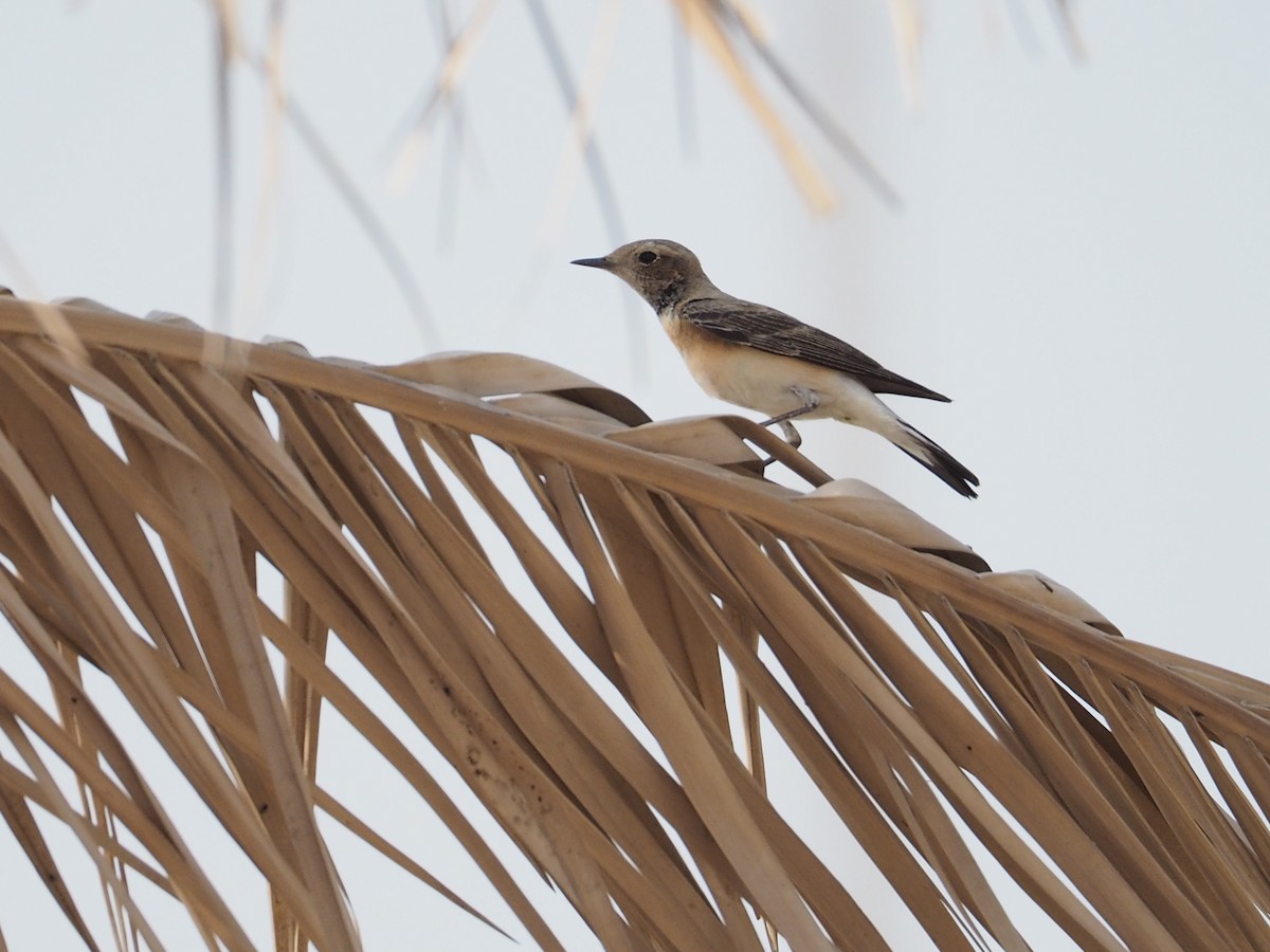 Nonnensteinschmätzer - ML644452638