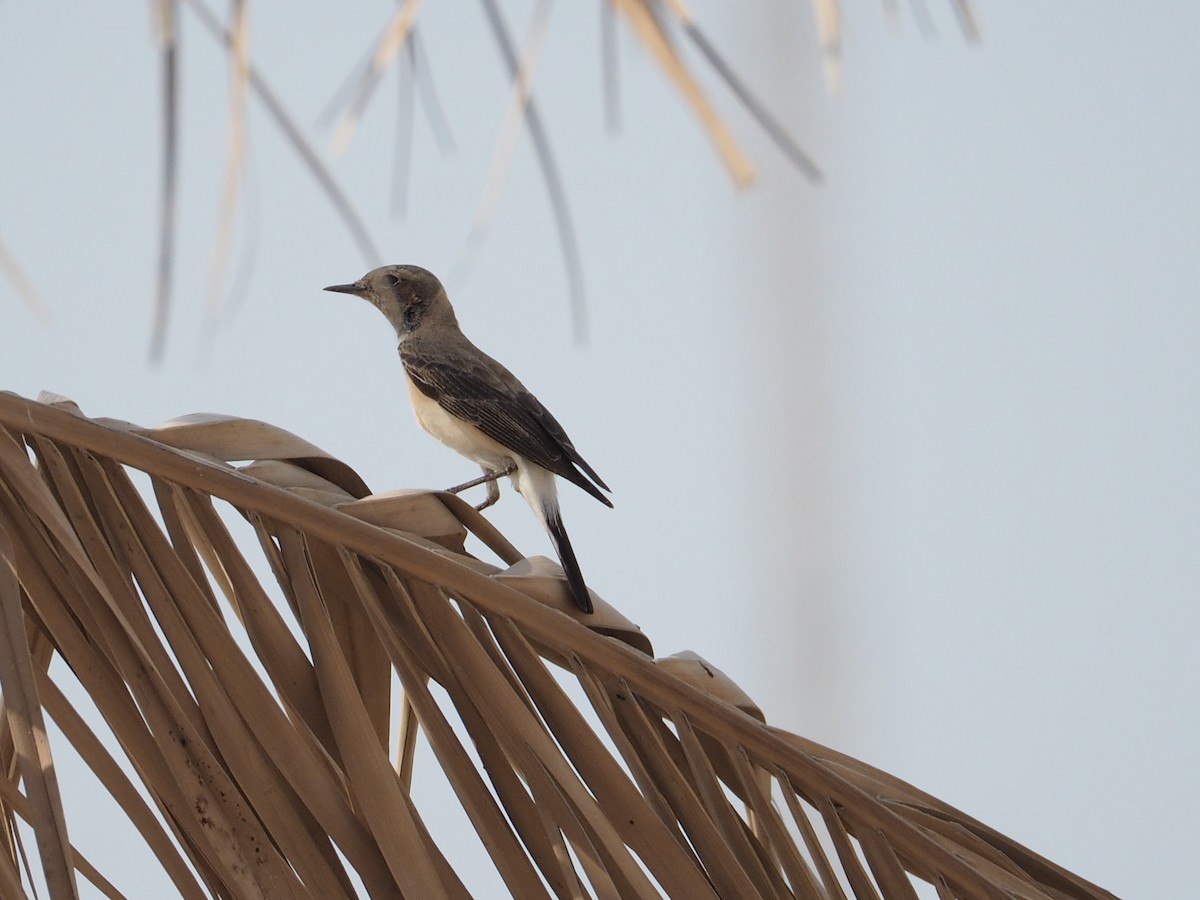 Nonnensteinschmätzer - ML644452639