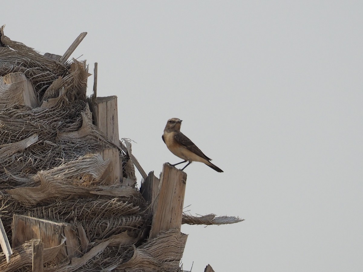 Nonnensteinschmätzer - ML644452640