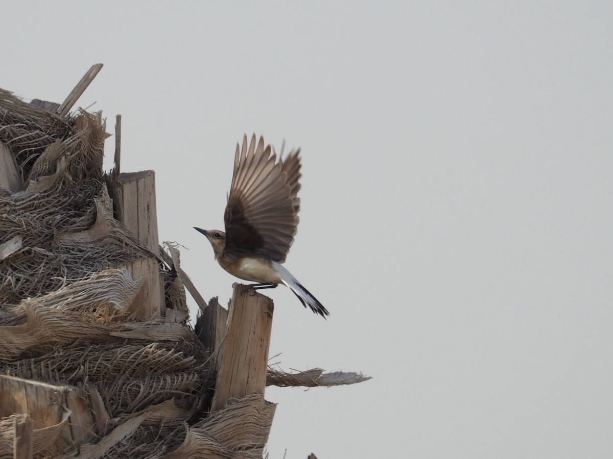 Nonnensteinschmätzer - ML644452641