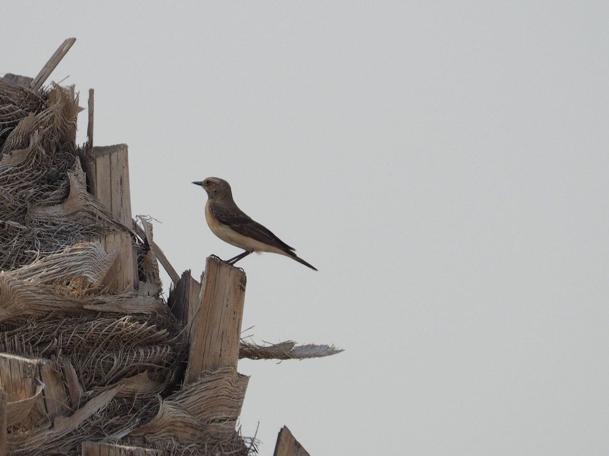 Nonnensteinschmätzer - ML644452642