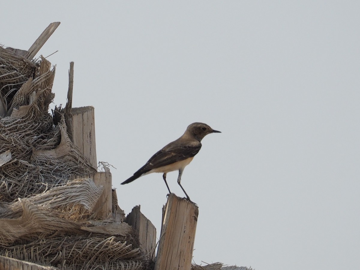 Nonnensteinschmätzer - ML644452643