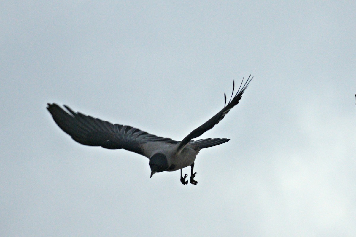 Саарал хэрээ - ML644452652