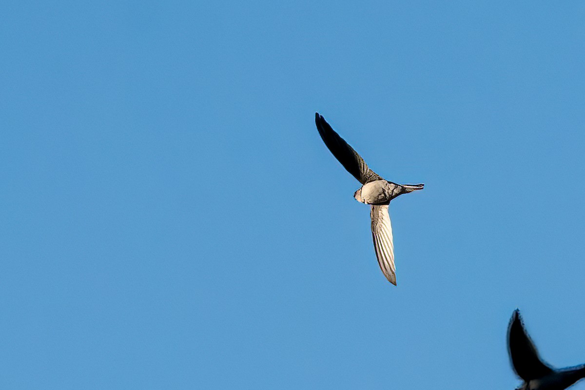 סיס-דקלים אסייתי - ML644452658