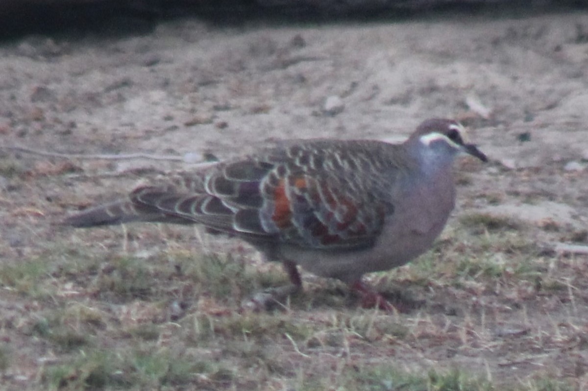 Common Bronzewing - ML644452666