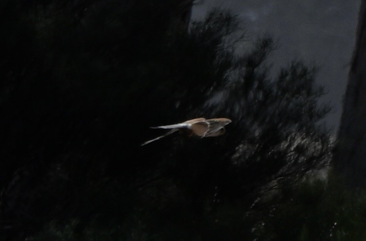 Nankeen Kestrel - ML644452667