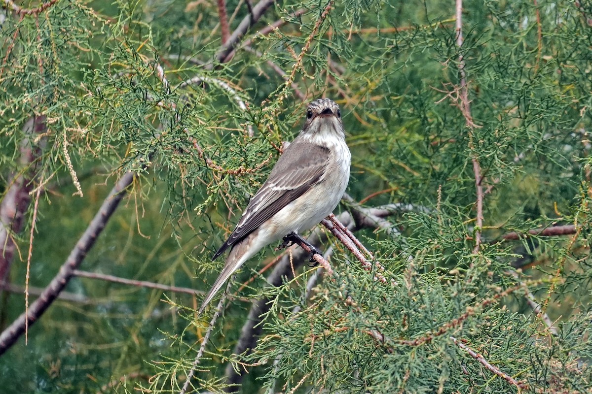 Benekli Sinekkapan - ML644452669