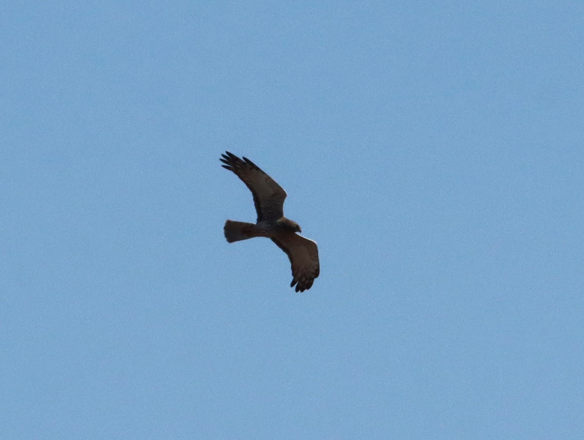 Eastern Marsh Harrier - ML644452670