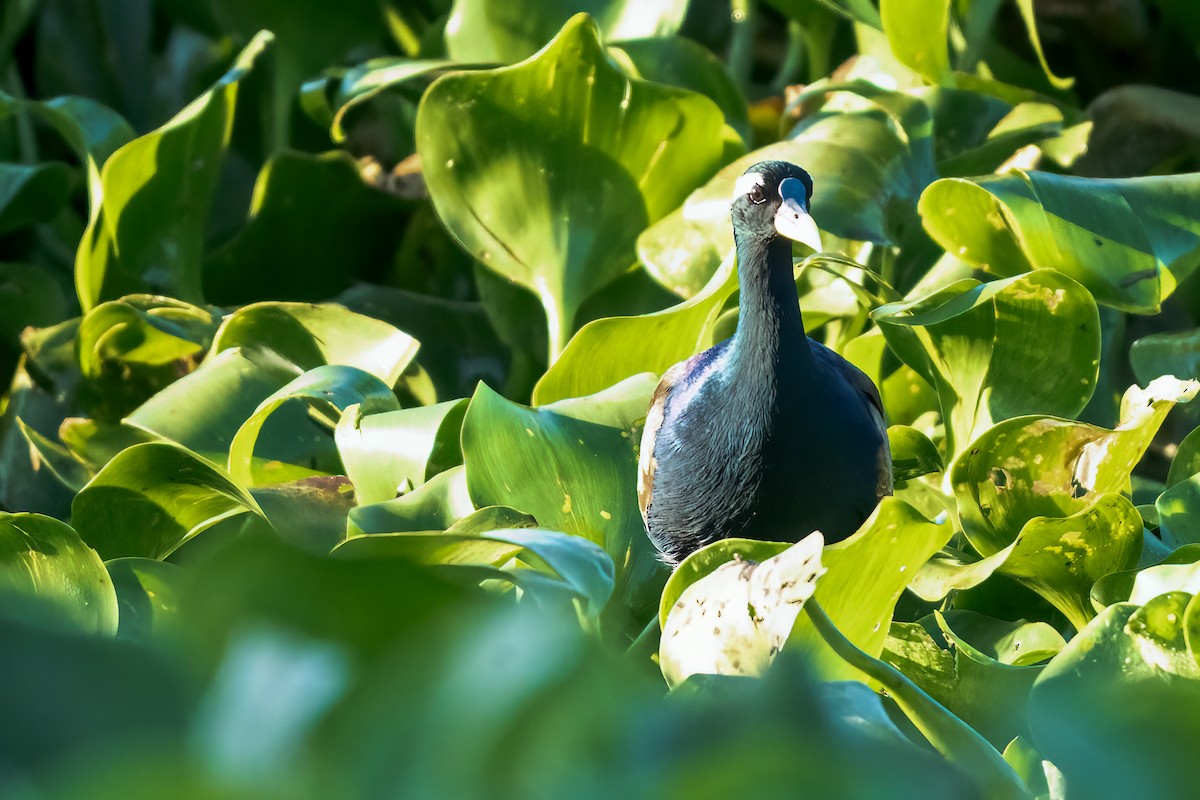 Бронзовокрылая якана - ML644452671