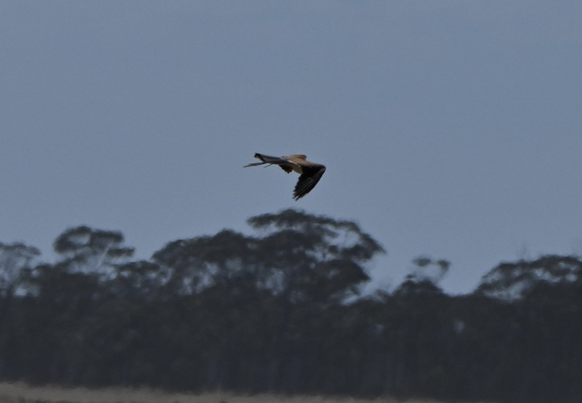 Nankeen Kestrel - ML644452672