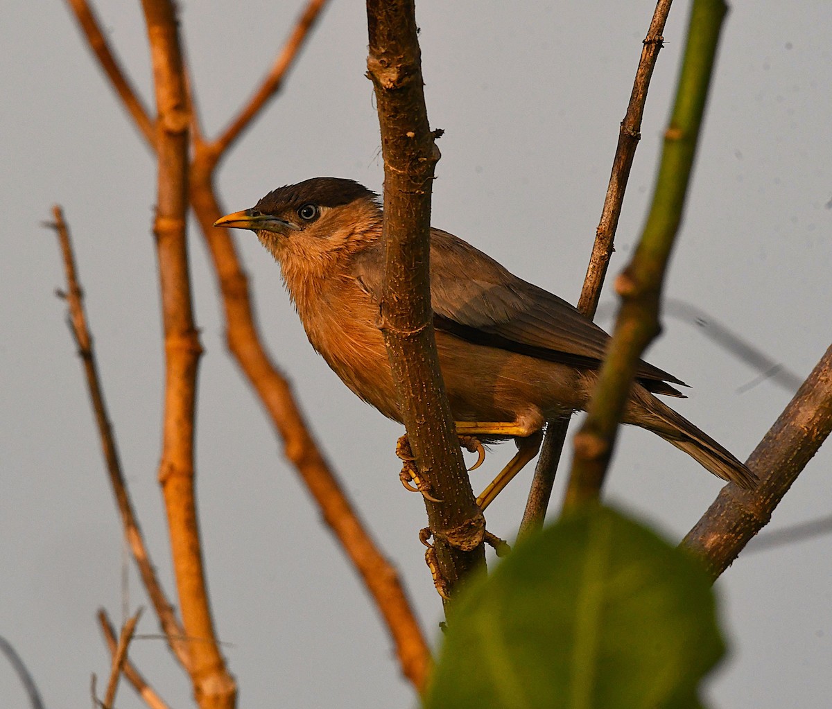 Brahminy Starling - ML644452675