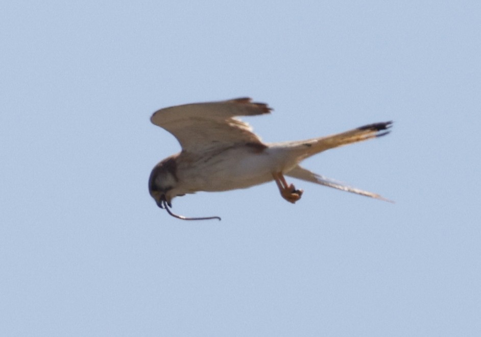 Nankeen Kestrel - ML644452678