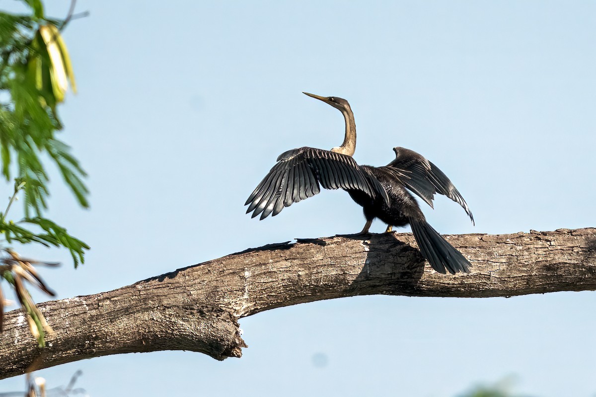 Oriental Darter - ML644452688