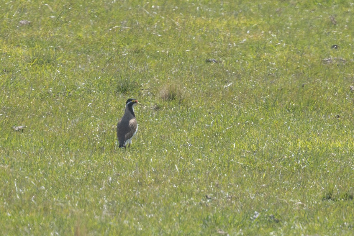 ムナオビトサカゲリ - ML644452689