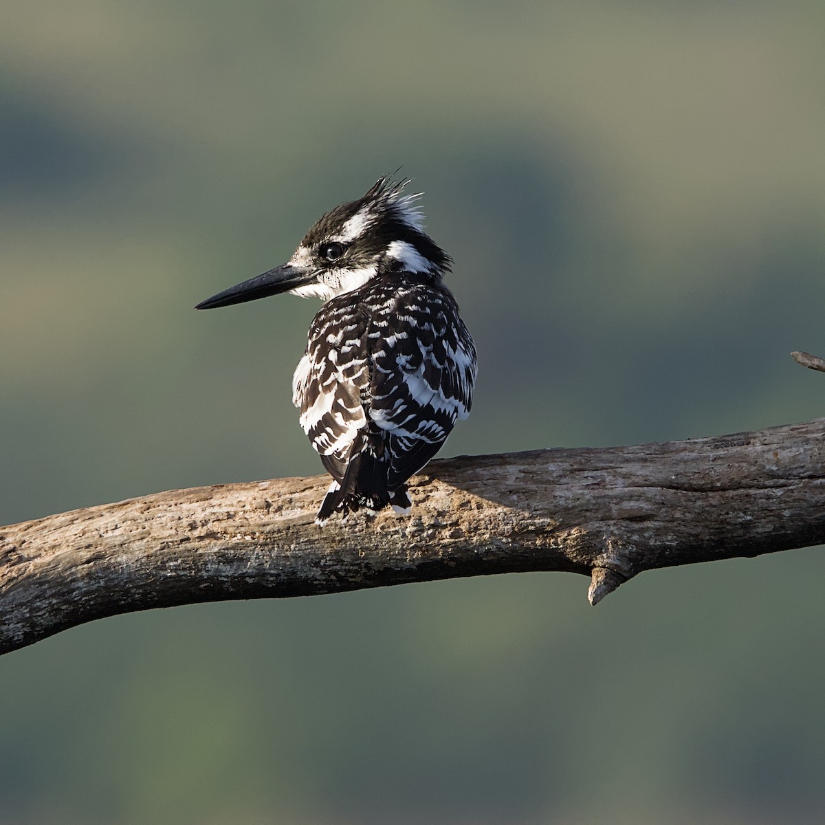 Martin-pêcheur pie - ML644452693