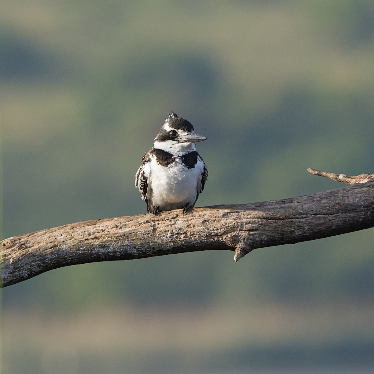 Martin-pêcheur pie - ML644452694